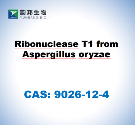 CAS 9026-12-4 Ribonuklease T1 aus Aspergillus oryzae