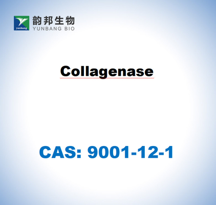 CAS 9001-12-1 Kollagenase TYPE I aus Clostridium histolyticum