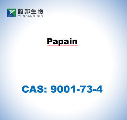 CAS 9001-73-4 Papain aus Papaya-Latex