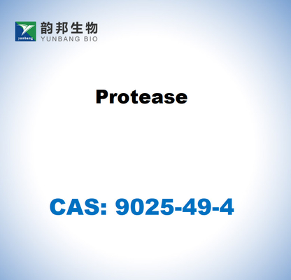 CAS 9025-49-4 Protease aus Aspergillus saitoi