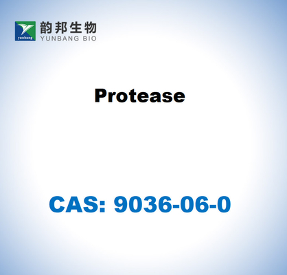 CAS 9036-06-0 Protease von Streptomyces griseus