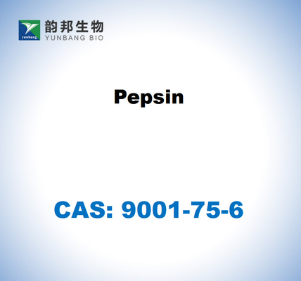 CAS 9001-75-6 Pepsin aus der Magenschleimhaut von Schweinen