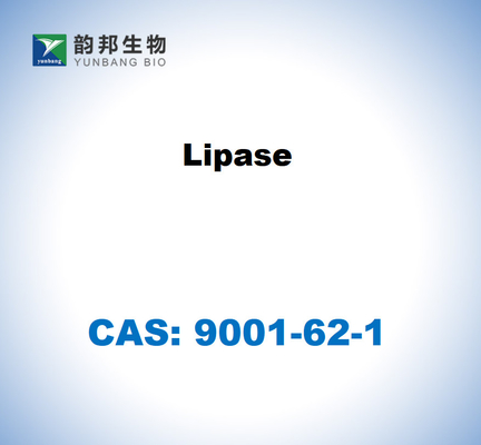 CAS 9001-62-1 Lipase aus Candida rugosa