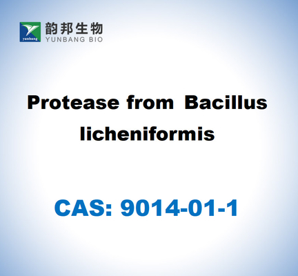 CAS 9014-01-1 Protease von Bacillus Licheniformis