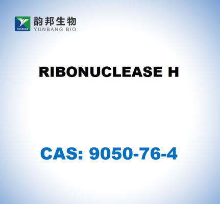 CAS 9001-99-4 RIBONUKLEASE H