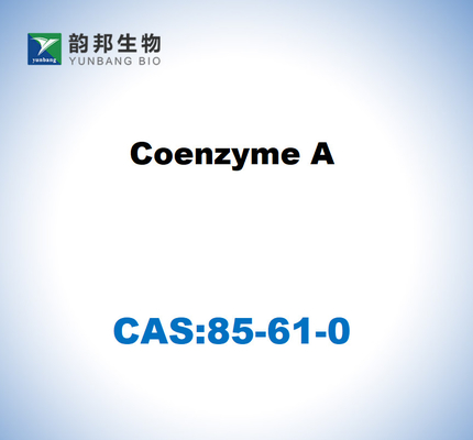 CAS 85-61-0 Coenzym A 85% Zellkulturgrad