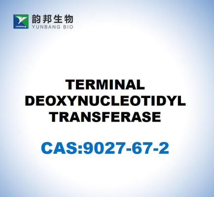 CAS 9027-67-2 TERMINAL DEOXYNUCLEOTIDYL-TRANSFERASE Die Ergebnisse dieser Untersuchung werden in der folgenden Tabelle dargestellt.