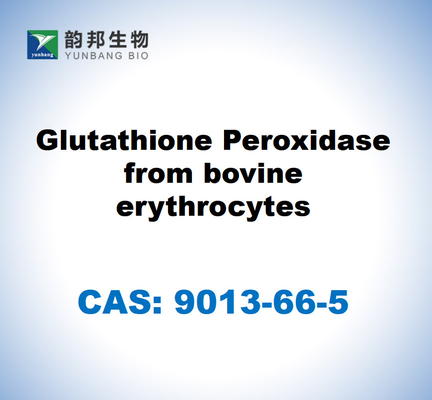 CAS 9013-66-5 Glutathionperoxidase aus Rinderröhrchen