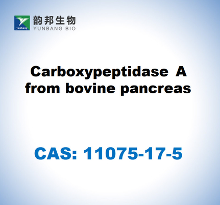 CAS 11075-17-5 Carboxypeptidase A aus der Rinderbauchspeicheldrüse