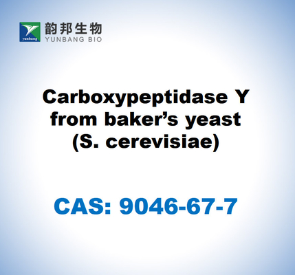 CAS 9046-67-7 Carboxypeptidase Y aus Bäckerhefe (S. cerevisiae)