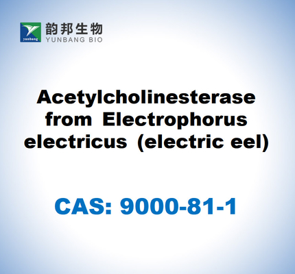 CAS 9000-81-1 Butyrylcholinesterase aus Pferdeserum