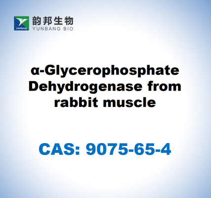 CAS 9075-65-4 α-Glycerophosphate Dehydrogenase aus Kaninchenmuskeln